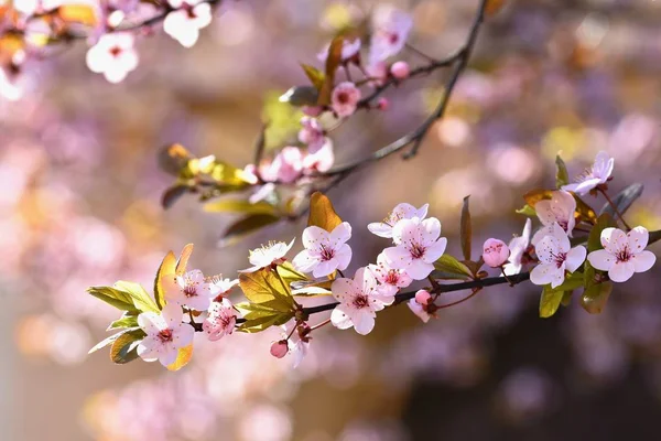 Jarní květiny. Krásně kvetoucí větev stromu. Japonská třešeň - Sakura a slunce s přírodním barevném pozadí. — Stock fotografie