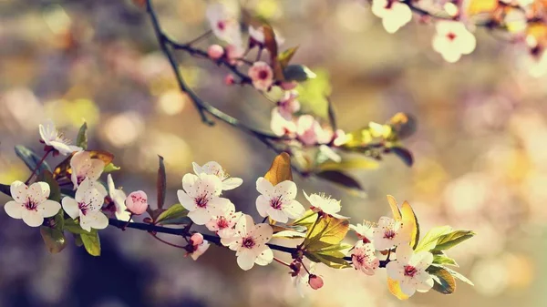 봄 꽃입니다. 아름 답게 꽃 트리 분기입니다. 일본 벚꽃-사쿠라와 자연 색된 배경으로 태양. — 스톡 사진
