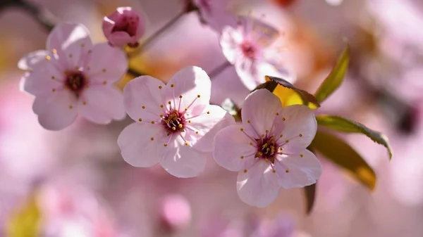 Jarní květiny. Krásně kvetoucí větev stromu. Japonská třešeň - Sakura a slunce s přírodním barevném pozadí. — Stock fotografie