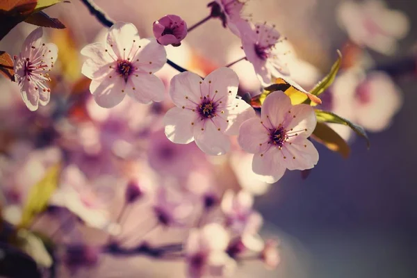 Frühlingsblumen. schön blühender Ast. Japanische Kirsche - Sakura und Sonne mit einem natürlichen farbigen Hintergrund. — Stockfoto