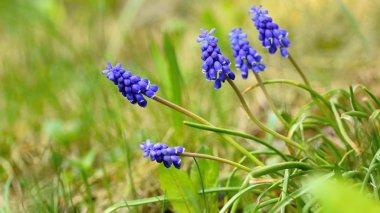 Güzel bahar mavisi üzüm üzümü, güneş ve yeşil çimenli sümbül. Bahçenin doğal bulanık arka planlı makro görüntüsü. (Muscari armeniacum) 