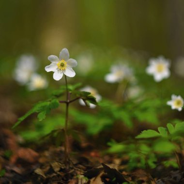 Otlara beyaz bahar çiçekleri Anemone (Isopyrum thalictroides)
