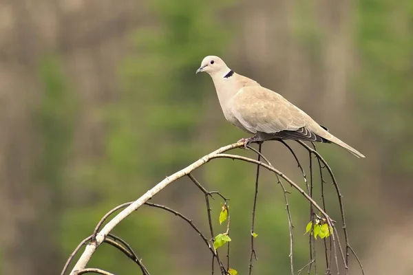 Beautiful Image Bird Tree Collared Dove Streptopelia Decaocto — Stock Photo, Image