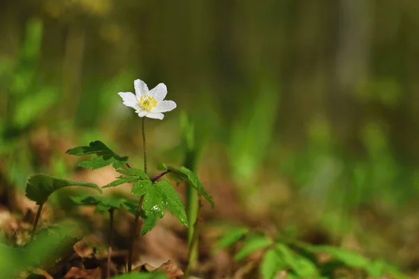 Wiosenne Białe Kwiaty Trawie Anemon Isopyrum Thalictroides — Zdjęcie stockowe