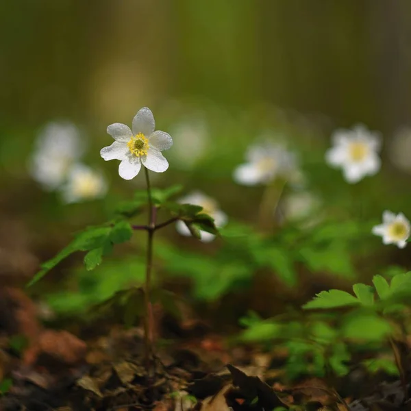 Wiosenne Białe Kwiaty Trawie Anemon Isopyrum Thalictroides — Zdjęcie stockowe