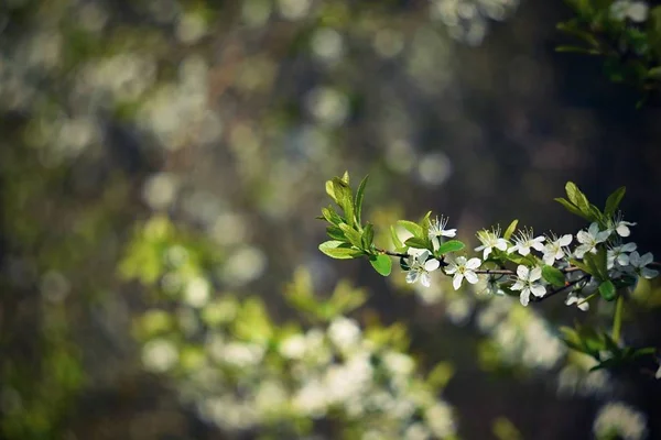 배경과 Bokeh와 나무입니다 배경입니다 화창한 날입니다 꽃입니다 과수원입니다 추상적인 배경을 — 스톡 사진