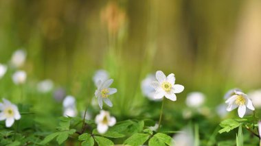 Otlara beyaz bahar çiçekleri Anemone (Isopyrum thalictroides)