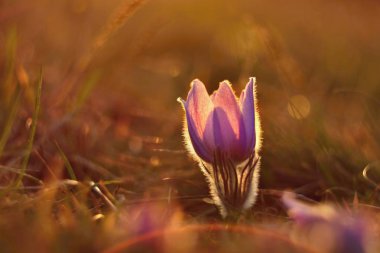 Bahar çiçekleri. Çok güzel çiçek açan pask çiçekleri ve doğal renklerde bir arka planı olan güneş. (Pulsatilla grandis)
