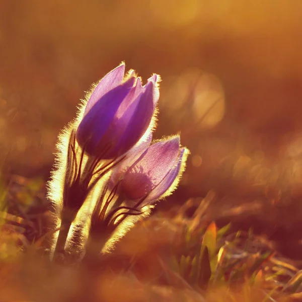 Jarní květiny. Krásně kvetoucí pasque květiny a slunce s přirozeným barevným pozadím. (Pulsatilla grandis) — Stock fotografie