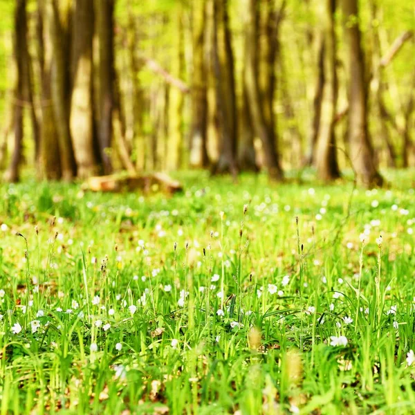 Bella foresta verde in primavera. Sfondo della natura con il sole . — Foto Stock