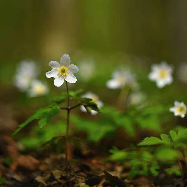 Wiosenne Białe Kwiaty Trawie Anemon Isopyrum Thalictroides — Zdjęcie stockowe