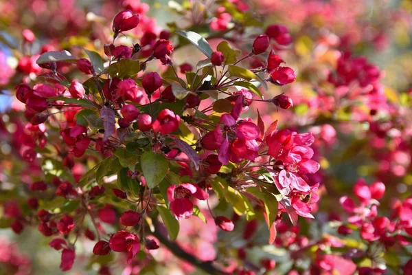 Vackert Blommaträd Naturscen Med Sol Solig Dag Vårblommor Abstrakt Suddig — Stockfoto