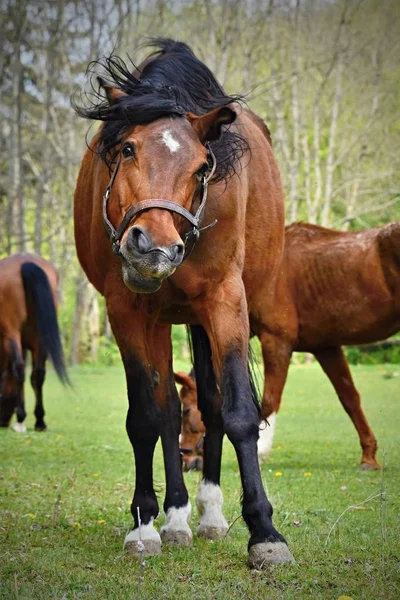 草の上の動物。美しい馬の自然で自由に放牧. — ストック写真