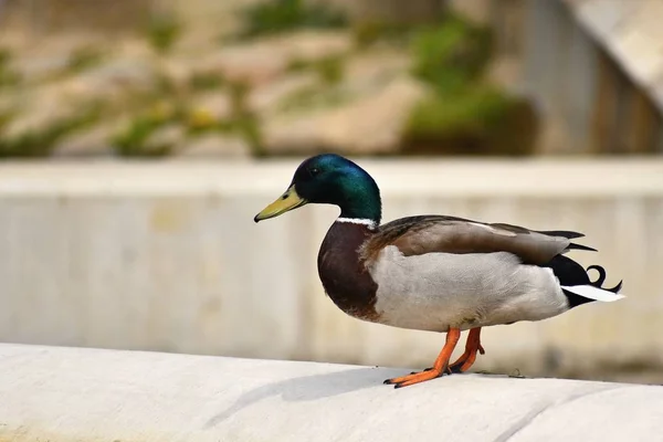 Mallard. Wild duck on the shore of a pond. Male-duck. (Anas platyrhynchos) — Stock Photo, Image