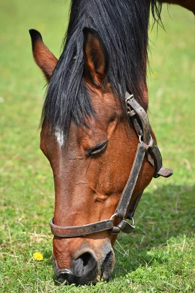 草の上の動物。美しい馬の自然で自由に放牧. — ストック写真