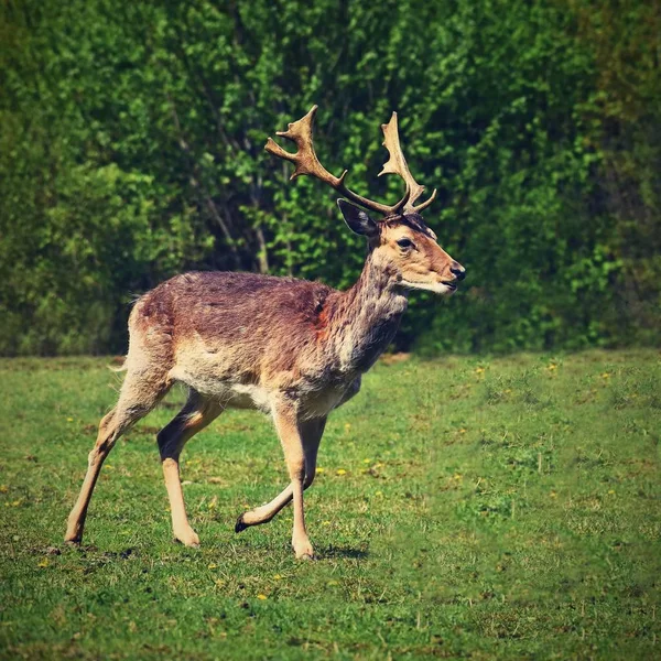 Braak - damherten. (Dama dama) Mooie natuurlijke achtergrond met dieren. — Stockfoto