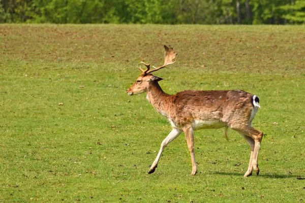 Fallow - fallow deer. (Dama dama ) Beautiful natural background with animals. — Stock Photo, Image