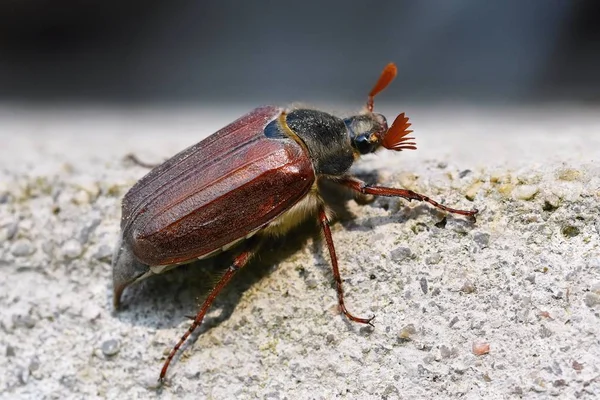 Doğa güzel beetle. Cockchafer. Makro çekim. — Stok fotoğraf