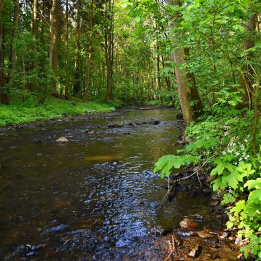 Güzel doğa ile kayalar ve orman bir nehir. Açık renkli arka plan su ile.