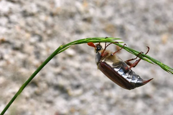 Doğa güzel beetle. Cockchafer. Makro çekim. — Stok fotoğraf