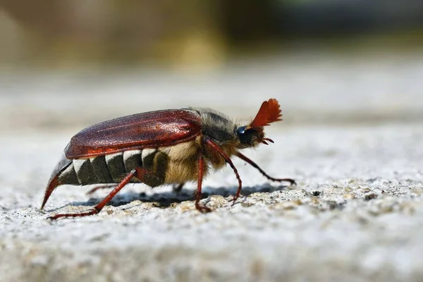 Doğa güzel beetle. Cockchafer. Makro çekim. — Stok fotoğraf