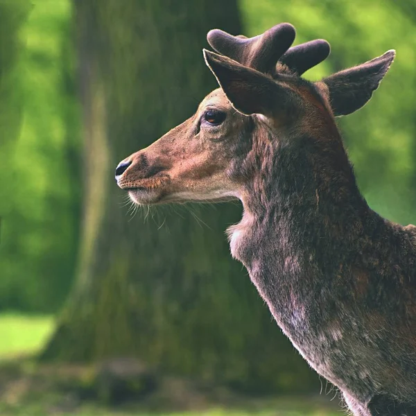 휴 경지-휴 경지 사슴 (Dama dama) 동물 들과 함께 아름 다운 자연 배경입니다. 숲과 자연 일몰. — 스톡 사진