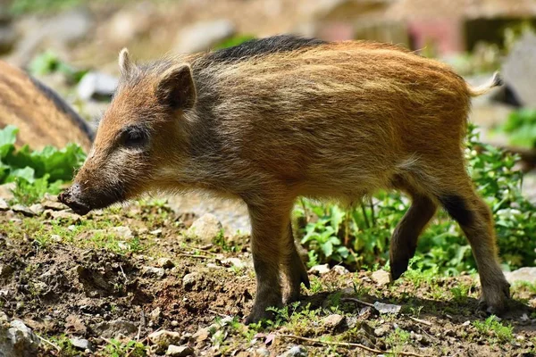 Animal - wild boar in the wild. Young bear playing in nature-forest. (Sus scrofa)