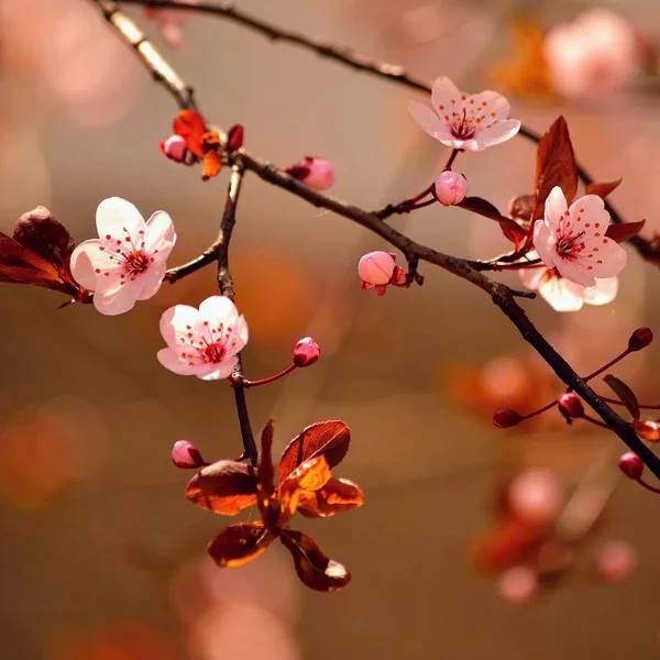 Schöne blühende japanische Kirsche - Sakura. Hintergrund mit Blumen an einem Frühlingstag. — Stockfoto