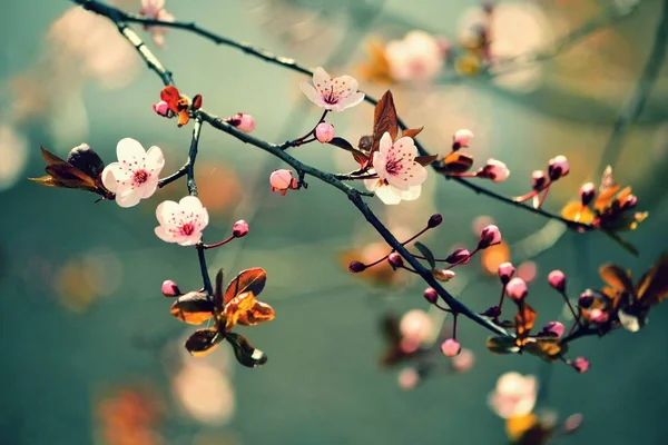 Güzel çiçek açan Japon kirazı, Sakura. Bir bahar günü çiçekli arka plan.
