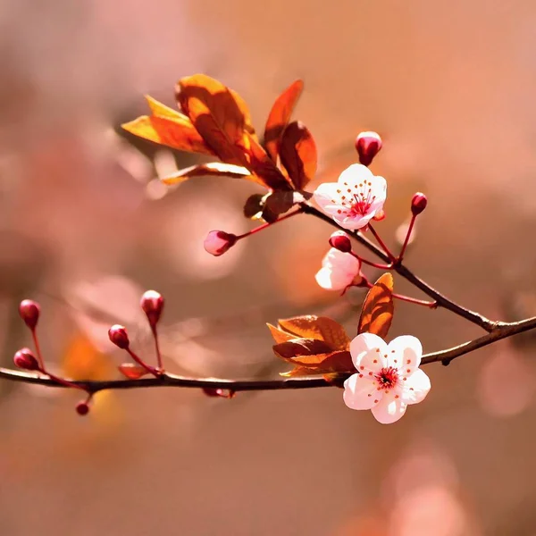 Όμορφη ανθισμένη ιαπωνική κεράσι - Sakura. Ιστορικό με λουλούδια την ανοιξιάτικη μέρα. — Φωτογραφία Αρχείου