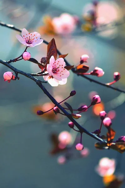 Belle fleur de cerisier japonais Sakura. Arrière-plan avec des fleurs un jour de printemps. — Photo