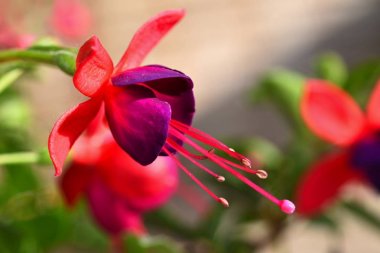 Çiçek. Güzel çiçek açması fuşya. Doğal renkli arka plan bulanık. (Fuşya)