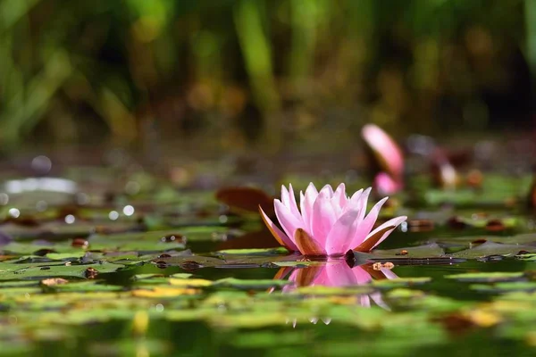 花。美丽盛开的睡莲在水面上。天然彩色模糊背景。（睡莲) — 图库照片