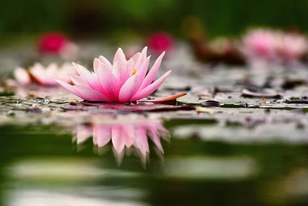 Flower. Beautiful blooming water lily on the water surface. Natural colorful blurred background. (Nymphaea) — Stock Photo, Image