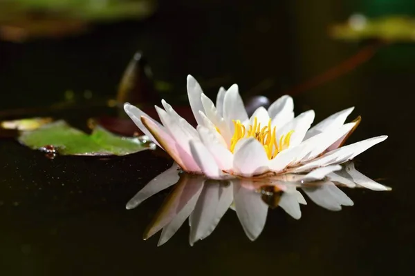 Квітка. Прекрасна квітуча водяна лілія на поверхні води. Природний барвистий розмитий фон. (Німфея ) — стокове фото