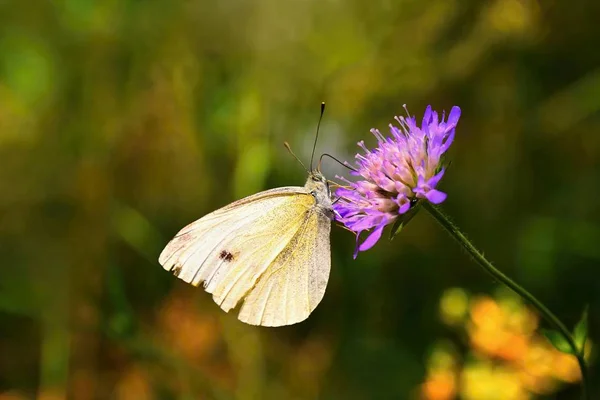 Красивая бабочка на цветке. Естественный красочный фон. (Pieris brassicae ) — стоковое фото