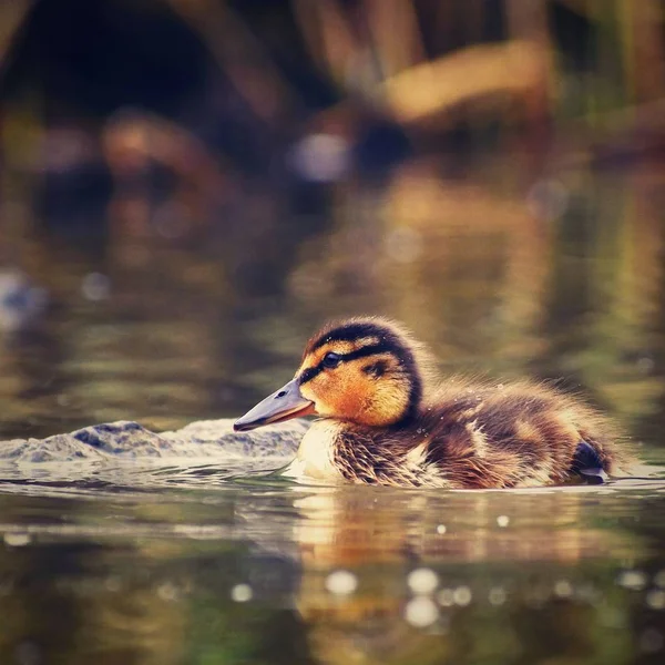 Patos pequeños en un estanque. Mazos de polluelos. (Anas platyrhynchos ) — Foto de Stock