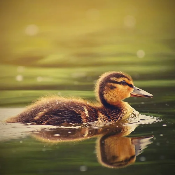 Petits canards sur un étang. Des colverts volants. (Anas platyrhynchos) — Photo