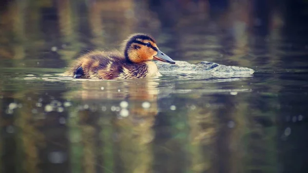Petits canards sur un étang. Des colverts volants. (Anas platyrhynchos) — Photo