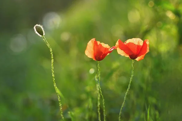 Bela papoula floração na grama verde no campo. (Papaveraceae ) — Fotografia de Stock