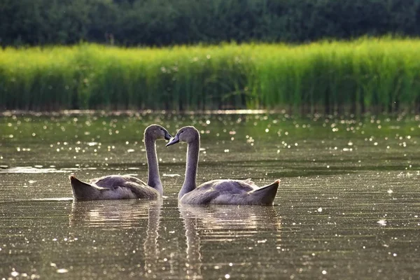 Beautiful swan cubs at the pond. Beautiful natural colored background with wild animals. Springtime. — Stock Photo, Image