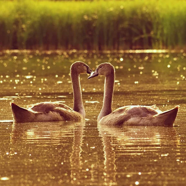 Красиві лебеді біля ставка. Красивий природний кольоровий фон з дикими тваринами. Весняний час . — стокове фото