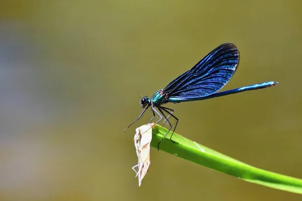 Yusufçuk Calopteryx Başak closeup — Stok fotoğraf