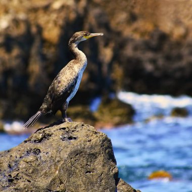 Bir taş denizin kenarında oturup güzel bir kuş. Karabatak. (Phalacrocorax)