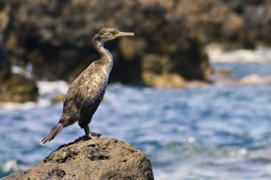 Bir taş denizin kenarında oturup güzel bir kuş. Karabatak. (Phalacrocorax)