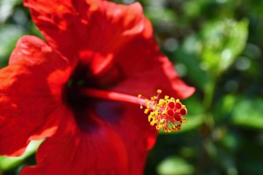 Güzel kırmızı çiçekli ebegümeci