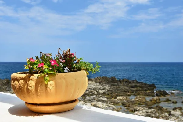Flower pot with sea and beautiful flowering flowers. Summer background for travel and holidays. — Stock Photo, Image