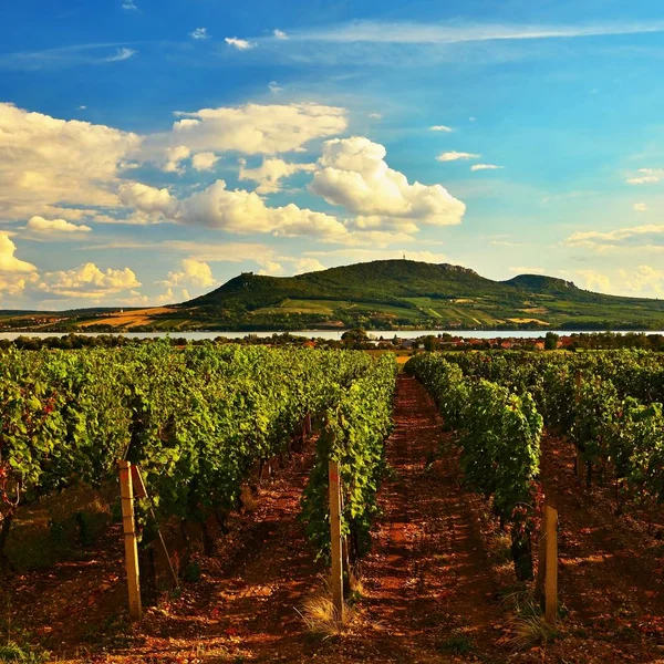 Vignobles au coucher du soleil à la récolte d'automne. Raisins mûrs. Région viticole, Moravie du Sud - République tchèque. Vignoble sous Palava . — Photo