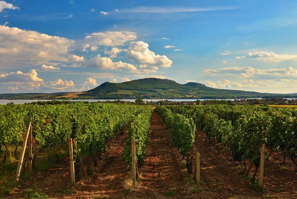 Sonbahar harvest yılında gün batımında üzüm bağları. Olgun üzüm. Şarap bölgesi, Güney Moravia - Çek Cumhuriyeti. E altında bağ. — Stok fotoğraf