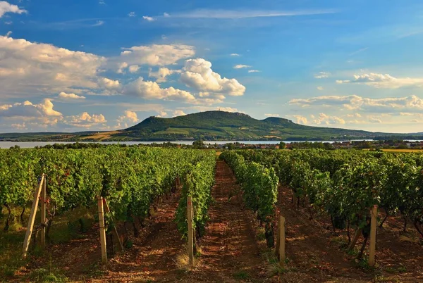 Viñedos al atardecer en la cosecha de otoño. Uvas maduras.Región vinícola, sur de Moravia - República Checa. Viñedo bajo Palava . —  Fotos de Stock